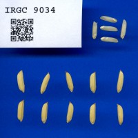 IRGC 9034 Seed Photo