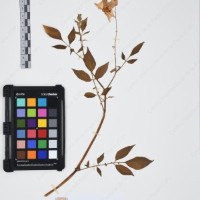 CIP 761393_OCH 12012_06.jpg