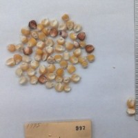 CIMMYTMA 997 - Reference Inventory.jpg