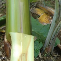 6.2.6 - Pigmentation of the underlying pseudostem