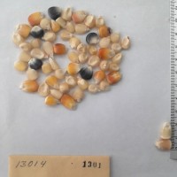 CIMMYTMA 1301 - Reference Inventory.jpg