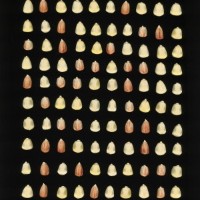 CIMMYTMA 5519 BRAZ 1353 AF22A-0903-89 K_compress.jpg