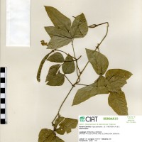 4762 herbarium