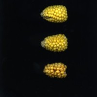 CIMMYTMA 18984 BOZM 1512 TC22U-2903-68 E1.jpg