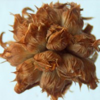 Trifolium steudneri 2163 head.jpg