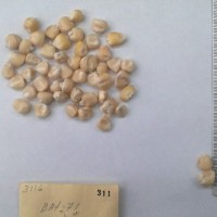 CIMMYTMA 311 - Reference Inventory.jpg