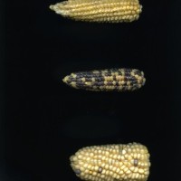 CIMMYTMA 28905 BOZM 0837 TC22U-2903-3 E1.jpg