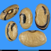 G51644 seed.jpg