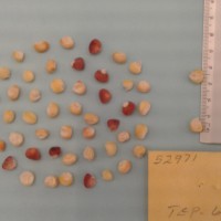 CIMMYTMA 5297 - Reference Inventory.jpg