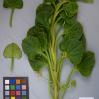 CIP 201016 Herbarium