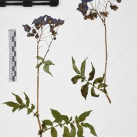 CIP 765705_RPSP 017_08.jpg