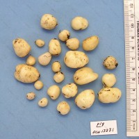 CIP 761555 Tuber