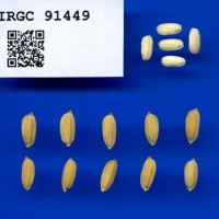 IRGC 91449 Seed Photo