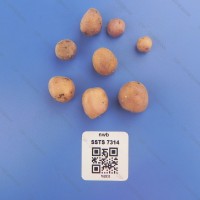 CIP 762933 Tuber