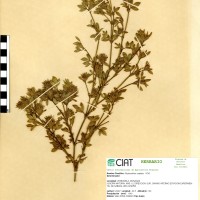 1535 herbarium