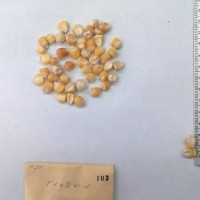 CIMMYTMA 103 - Reference Inventory.jpg