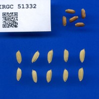 IRGC 51332 Seed Photo