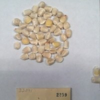 CIMMYTMA 2259 - Reference Inventory.jpg