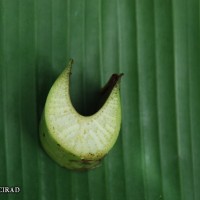 6.3.3 - Petiole canal leaf III