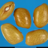 G3368 seed.jpg