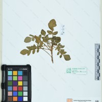 CIP 760948 herbarium