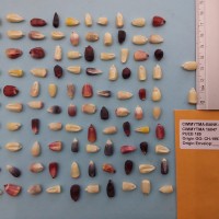 CIMMYTMA 16047 - Reference Inventory.jpg