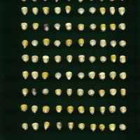 CIMMYTMA 27421 CHIS 835 TC19U-2903-27 K0 _Ready.jpg