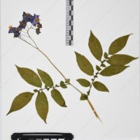 CIP 765722_RPSP 034_15.jpg