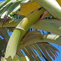 6.4.4 - Peduncle colour