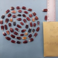 CIMMYTMA 7582 - Reference inventory.jpg