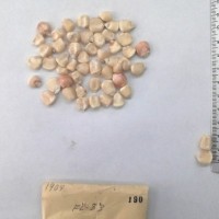 CIMMYTMA 190 - Reference Inventory.jpg