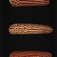 CIMMYTMA 26984 JALI 707 BA2021U 2903 307 E_compress.jpg