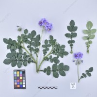 CIP 761302_OCHS 11852_buk_H_2024.jpg