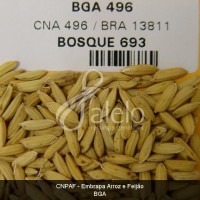 BRA00000373-1.JPG