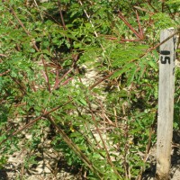 Desmanthus virgatus_Gsys.JPG