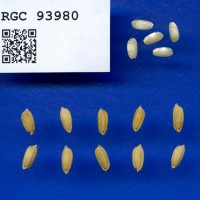 IRGC 93980 Seed Photo