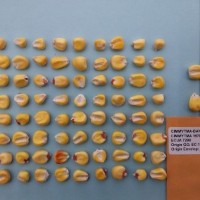 CIMMYTMA 16706 - Reference Inventory.jpg