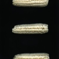 CIMMYTMA 7281 SONO 102 AF18A-0903-133 E1.jpg