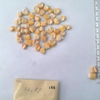 CIMMYTMA 166 - Reference Inventory.jpg