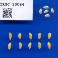 IRGC 13084 Seed Photo