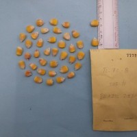 CIMMYTMA 7772 - Reference inventory.jpg