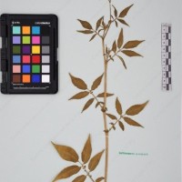 CIP 761070_OCHS 11297_13.jpg