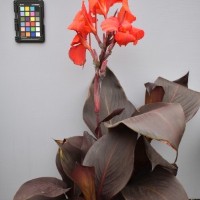 CIP 216001 (flower).JPG