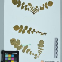 200041_HAM 70 CIP 760506.JPG