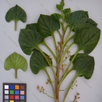 CIP 201040 Herbarium