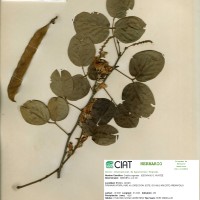 18676 herbarium