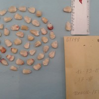 CIMMYTMA 6114 - Reference Inventory.jpg