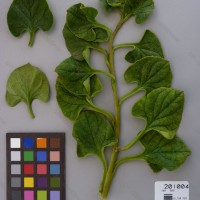 CIP 201004 Herbarium