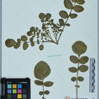 CIP 760448 herbarium