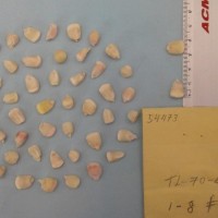 CIMMYTMA 5447 - Reference Inventory.jpg